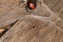 Latrodectus_hasselti_D3646_Z_88_Hamelin pool_Australie